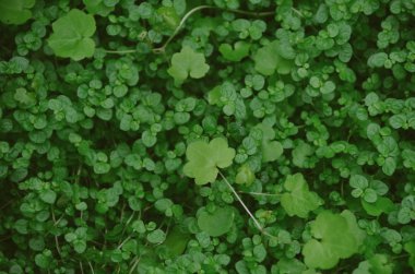 Ormanda yağmurdan sonra çim, yonca ve yosun. Parlak Shamrock doku arka plan