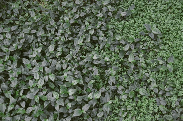 Багато Свіжих Зелених Листя Фоні Трави — стокове фото