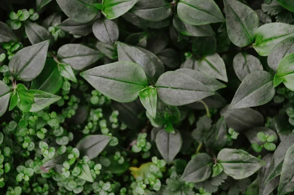 Verde Scuro Foglie Sfondo Nel Giardino Inverno — Foto Stock