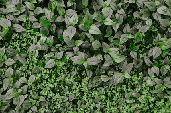 Luminoso Sfondo Verde Scuro Foglie Erba Muschio — Foto Stock