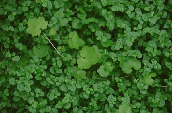 Moosfarbener Hintergrund Der Kleeblätter Grüne Shamrock Textur — Stockfoto