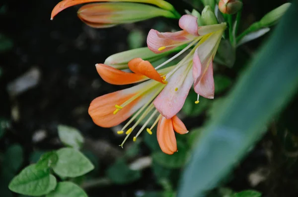 Fleurs Orange Tropicales Lumineuses Sur Fond Naturel Vert — Photo