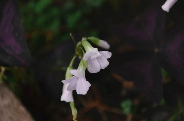 Ormanda karanlık arka planda güzel beyaz tropikal çiçekler