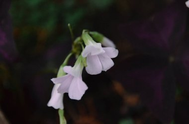 Tropikal ormanda çiçek mor arka plan üzerinde küçük beyaz çiçekler