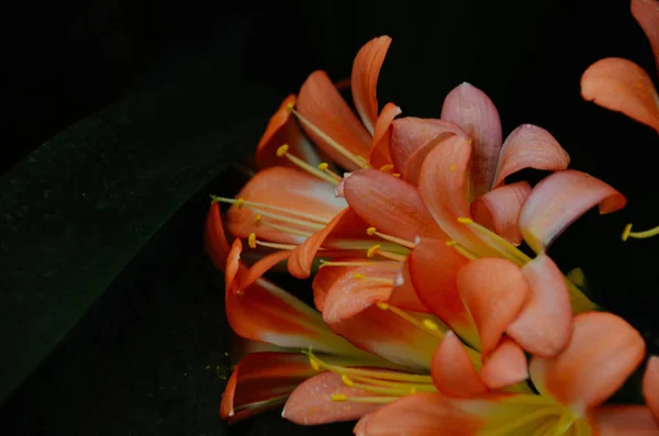 Exotic Orange Flower Dark Natural Background Jungle — Stock Photo, Image