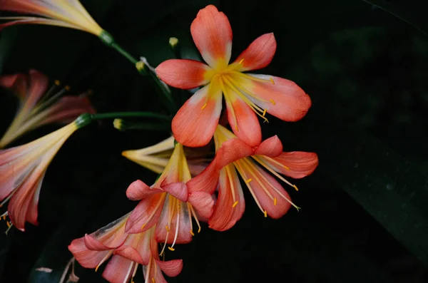 明るい緑のジャングルでエキゾチックなオレンジ色の花 — ストック写真