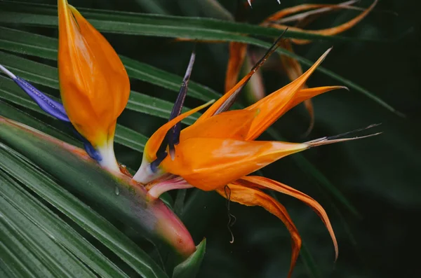 Exóticos Pétalos Naranja Flor Strelitzia Brillante Sobre Fondo Helecho Verde —  Fotos de Stock