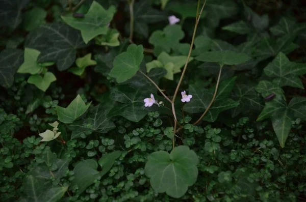 森の中で雨の後 クローバー ツタと小さな白い花 緑の自然の背景に明るい小さな白い花 — ストック写真