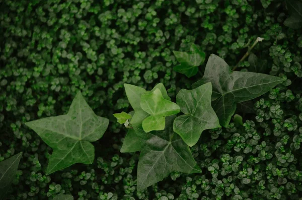 Fresca Giovane Edera Foglie Sfondo Verde Brillante Trifoglio Fortuna Verde — Foto Stock