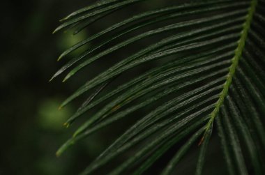 Uzun yeşil yaprakları tropikal ormanda koyu doğal arka plan üzerinde yakın