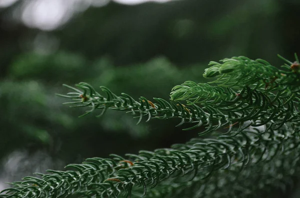 Темно Зеленые Ветви Араукарии Естественном Фоне Деревьев — стоковое фото