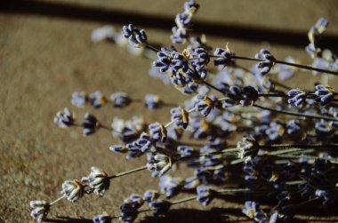 Parlak kuru lavanta çiçekleri yakın. Kontrast fotoğrafı