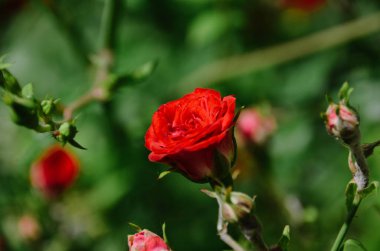 Sevgililer Günü için gür güzel kırmızı güller