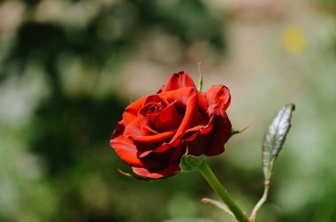Güneşli bahar bahçesinde çiçek arka plan üzerinde parlak kırmızı gül