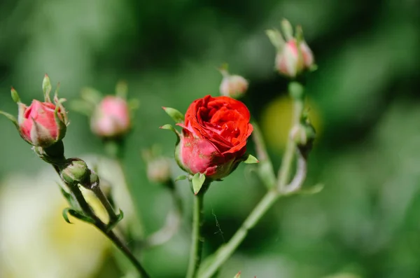 庭に美しい赤いバラ 緑の背景に赤い花 — ストック写真