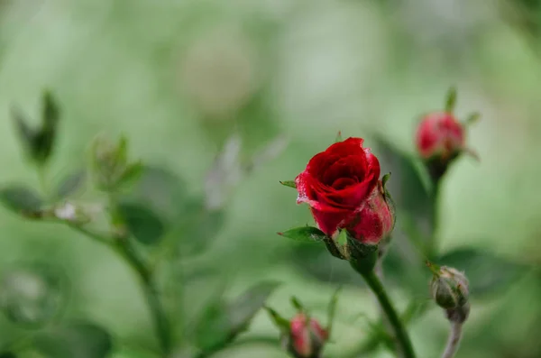 Beautiful Elegant Red Rose Dark Green Background Fragrant Spring Garden — Stock Photo, Image
