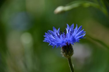 Aydınlık bahçe güzellik parlak açık mavi Mısır çiçek