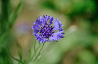 Güneşli yaz bahçesinde güzel açık mavi peygamber çiçeği. Gür mavi yaprakları ile parlak menekşe