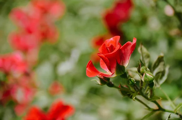 Mooie Scarlet Rose Rode Bloemen Achtergrond Zonnige Zomertuin Heldere Rode — Stockfoto