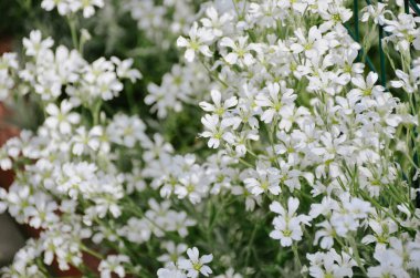 Bahar bahçesinde güzel küçük beyaz çiçekler 