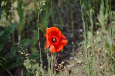 Yaz alanında koyu yeşil arka plan üzerinde parlak kırmızı haşhaş çiçeği