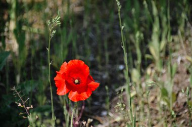 Güneşli yaz tarlasında güzel kırmızı haşhaş çiçeği