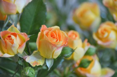 Güzel gün batımı sabah bahçesinde turuncu çiçek arka plan üzerinde çiçek gül