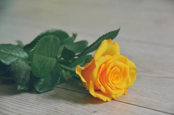 Elegant Tender Yellow Rose Wooden Floor Background — Stock Photo, Image