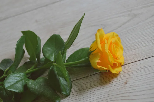 Single Bright Yellow Rose Light Wooden Floor — Stock Photo, Image