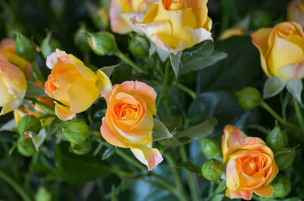 緑豊かな花束にエメラルドグリーンの葉と明るいオレンジのバラ — ストック写真