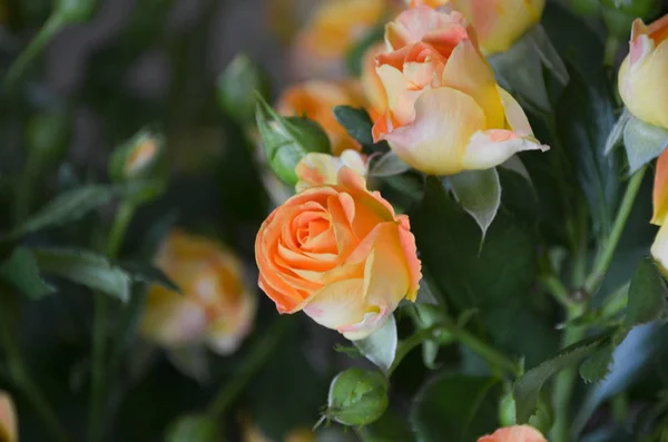 Delicado Phto Rosa Amarela Exuberante Sensível Com Fundo Bokeh Linda — Fotografia de Stock