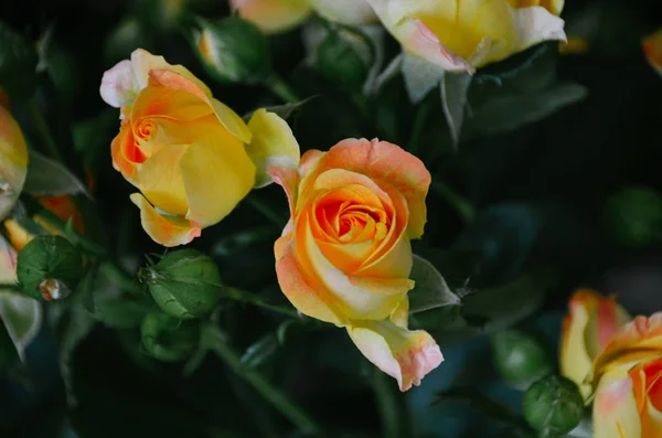 Anmutige Orange Rosen Auf Dunkelgrünem Hintergrund — Stockfoto