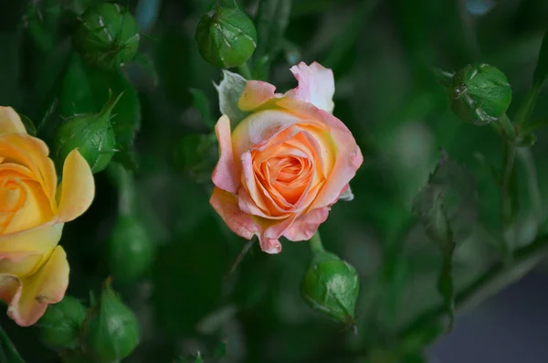 Όμορφο Ευωδιαστό Ροζ Τριαντάφυλλο Σκούρο Πράσινο Φόντο — Φωτογραφία Αρχείου