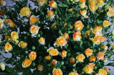 Büyük güzel buket tam çiçek parlak sarı güller. Koyu yeşil yaprakları ile gür güller üstte görünümü