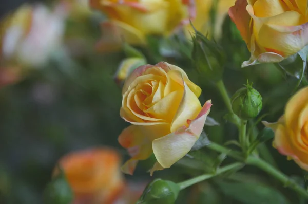 Delicate Phto Sensitive Lush Yellow Rose Beautiful Lush Yellow Rose — Stock Photo, Image