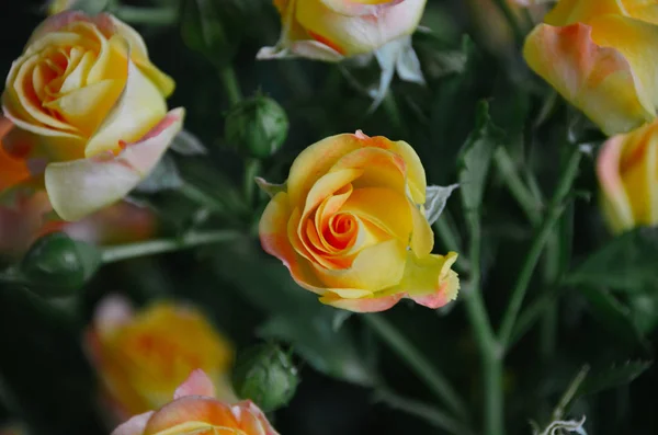 从顶部看柔和的黄玫瑰在芬芳的花束 — 图库照片