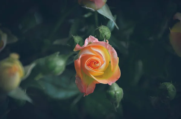 Sensitive Photo Beautiful Orange Rose Dark Green Indie Style — Stock Photo, Image