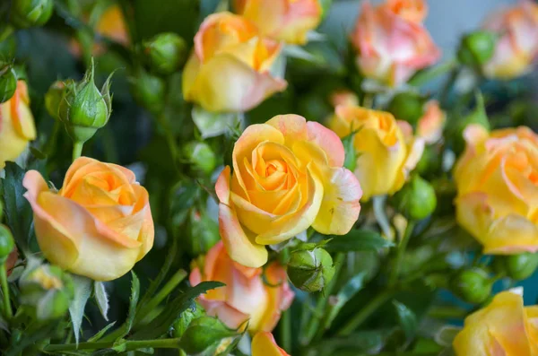 明亮多彩的黄玫瑰在大美丽的花束与甜香 — 图库照片