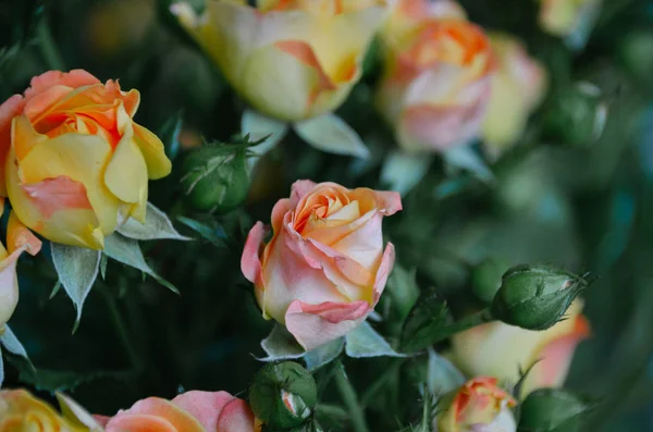 大きな濃い緑の花束で繊細なカラフルなバラ — ストック写真