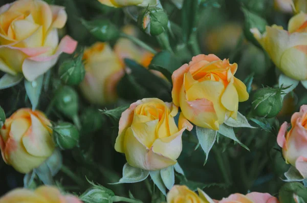 Rosas Amarelas Doces Grupo Exuberante — Fotografia de Stock