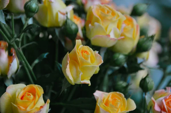 美丽的一束温柔的黄玫瑰 — 图库照片