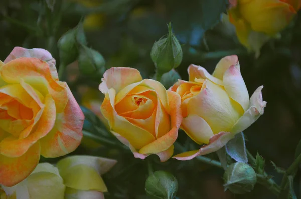 咲く庭の緑の茂みに甘い小さなピンクと黄色のバラ — ストック写真