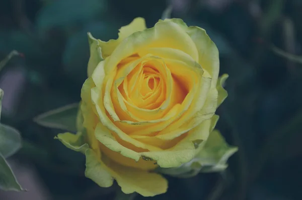 Svěží Něžná Žlutá Růže Tmavě Zeleném Pozadí Plném Květu — Stock fotografie