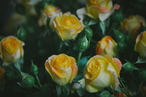 Elegant Yellow Roses Lush Dark Green Leaves — Stock Photo, Image