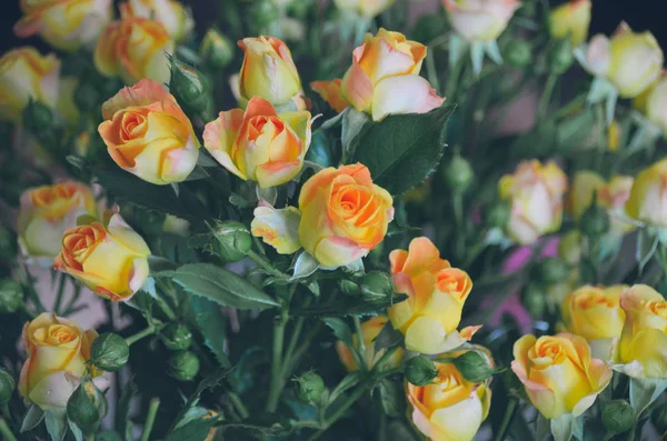 甜美芬芳的玫瑰在郁郁葱葱的美丽花束 — 图库照片