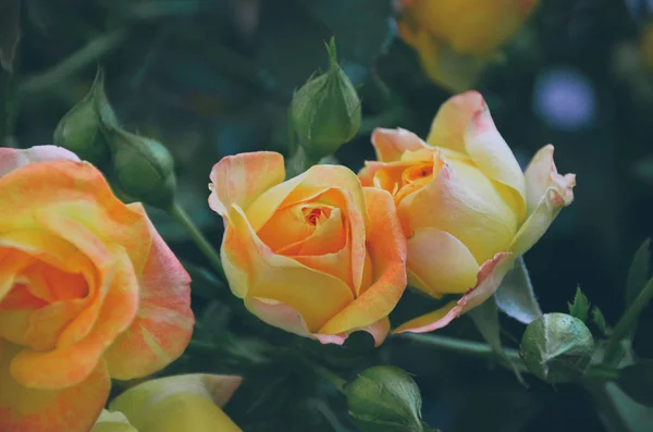 Vakre Små Oransje Roser Med Søt Lukt – stockfoto
