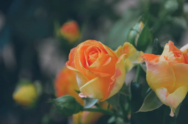 Ароматний Квітучий Кущ Жовтими Помаранчевими Рожевими Трояндами — стокове фото