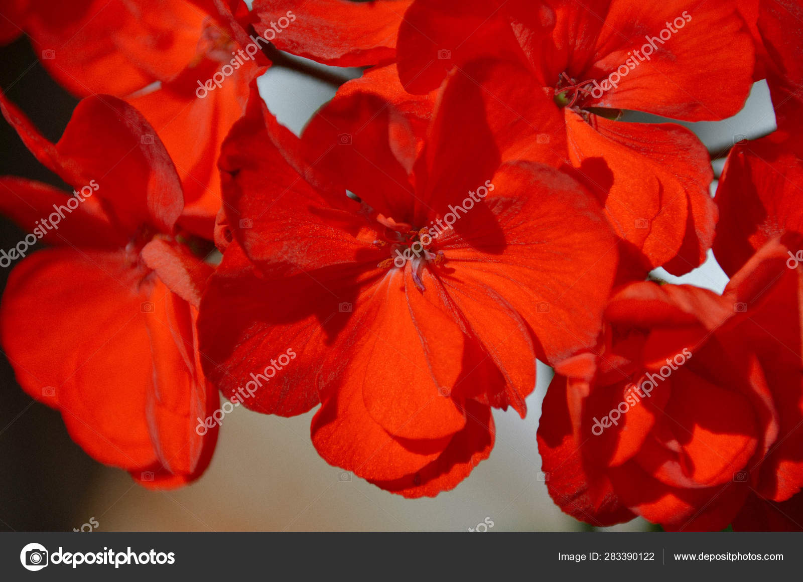 盛开的天葵花在明亮的红色花束 图库照片 C Katherinepirs