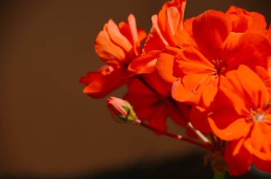 Parlak kırmızı sardunya çiçeği demeti. Çiçeklenme ev bitkisi