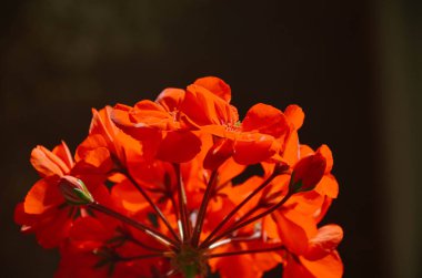 Sabah ışığında Kırmızı Sardunya çiçekler parlak inflorence